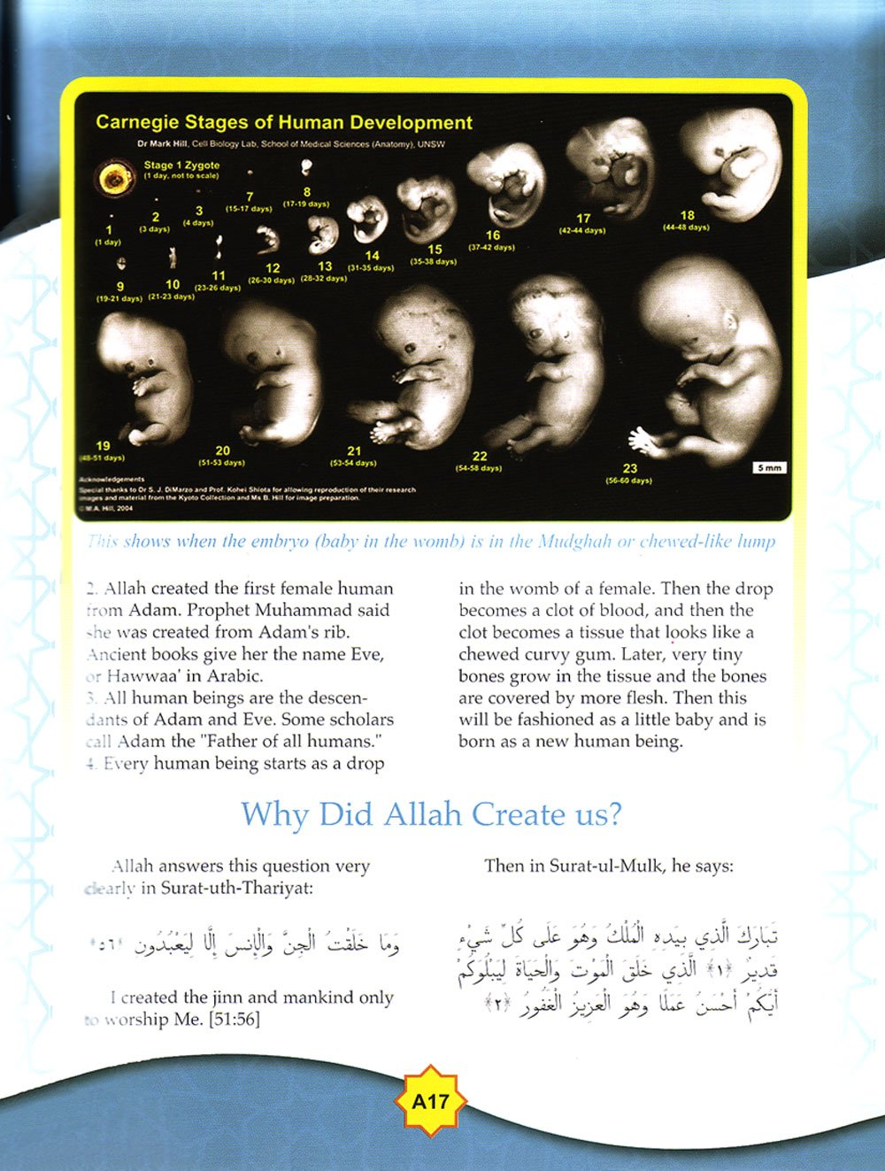 Learning Islam Textbook: Level 1 (6th Grade) - Premium Text Book from Hani Book Store - Just $34.99! Shop now at IQRA.ORG