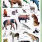 Picture Chart Set of 10 Animals & Fruits